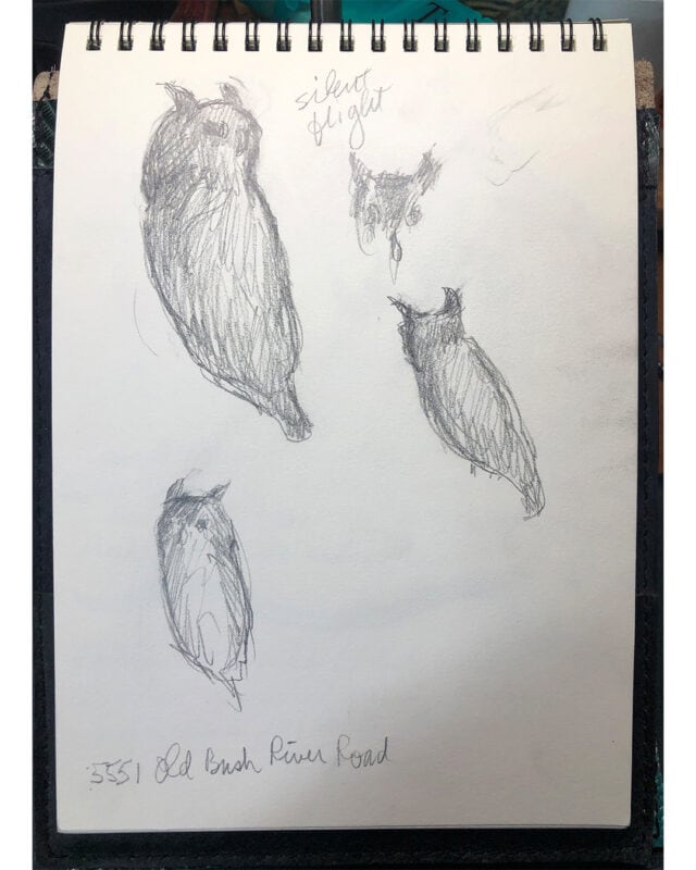 Ruby, the Eastern Screech Owl could hear every heartbeat in the room.  AND, my pencil as I furiously tried to draw her shape.  
