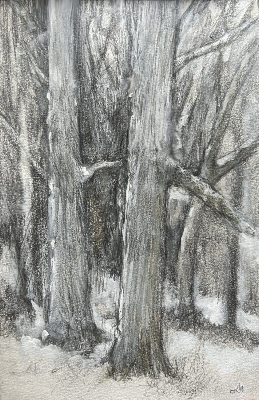 Trees on the way to Stockbridge, Massachusetts, pencil and white gouche. Old Growth Trees in Winter