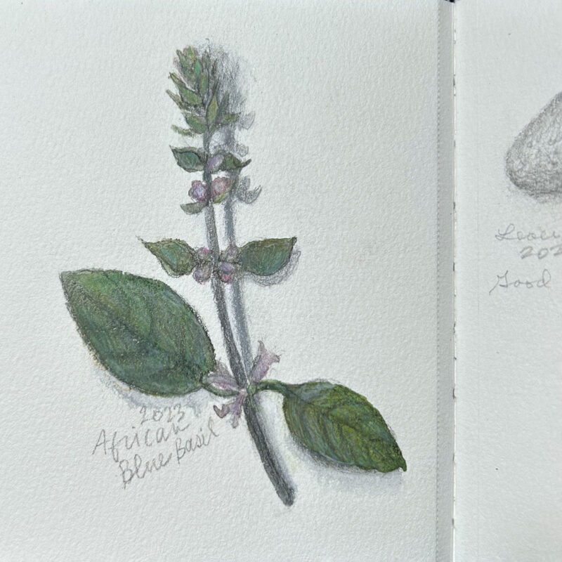 African Blue Basil - Perpetual Sketchbook - From the garden