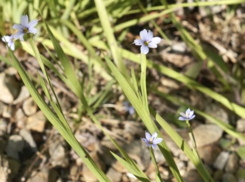 Blue-eyed grass is thriving and reseeding itself.