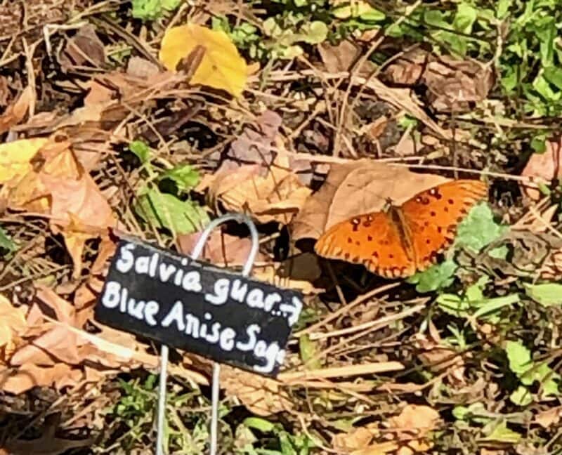 We have had many gulf fritillaries visiting our flowers.